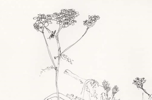 Kytky za jateční zdí